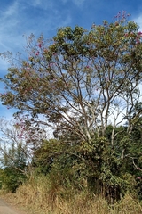 Handroanthus heptaphyllus