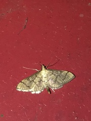 Blepharomastix ranalis