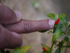Capsicum frutescens