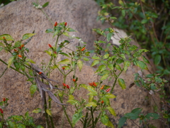 Capsicum frutescens
