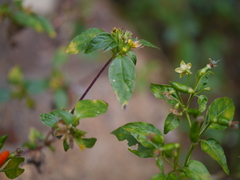 Capsicum frutescens