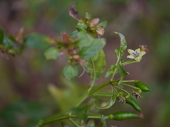 Capsicum frutescens