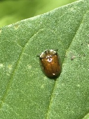 Charidotella succinea