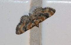 Eupithecia pulchellata