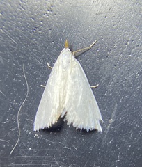 Leptosteges vestaliella