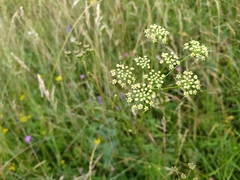 Selinum carvifolia