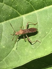 Burtinus notatipennis