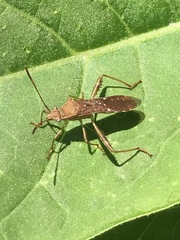 Burtinus notatipennis