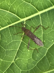Burtinus notatipennis