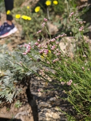 Asperula supina caespitans