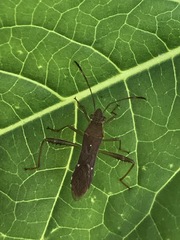 Burtinus notatipennis