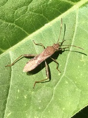 Burtinus notatipennis