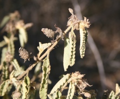 Corchorus kirkii