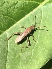 Burtinus notatipennis