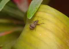 Pantomorus postfasciatus