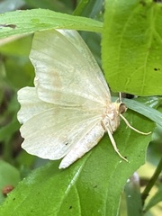 Campaea perlata