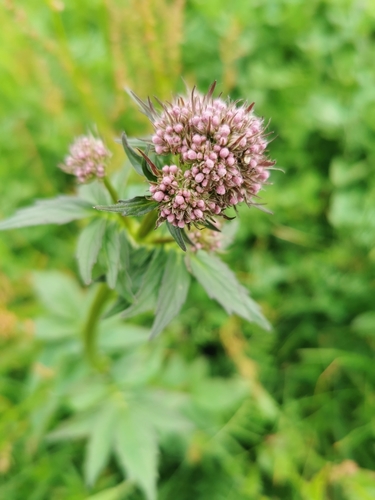 Image of Valeriana excelsa by (c) Thor-Rune Hansen, some rights reserved (CC BY-SA)