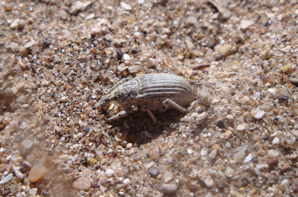 Opseotapinotus fricabilis
