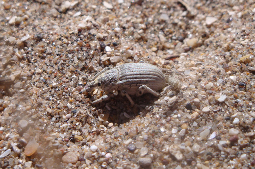 Opseotapinotus fricabilis