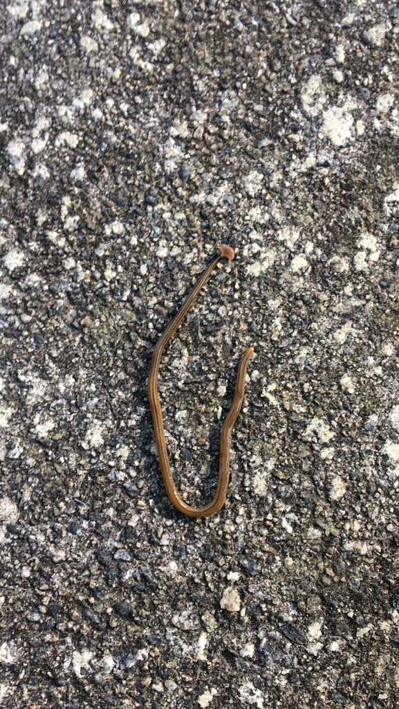 broadhead planarians from Clemmons on June 30, 2021 at 0821 AM by