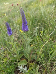 Veronica steppacea