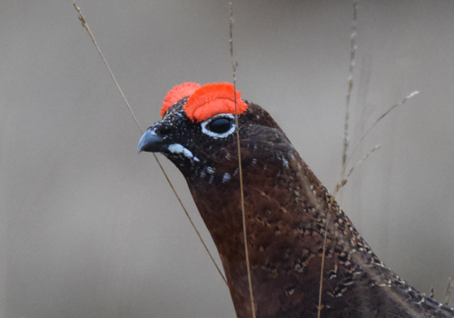 Red Grouse