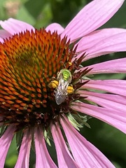 Agapostemon virescens