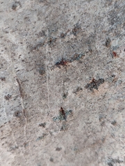 Crematogaster scutellaris
