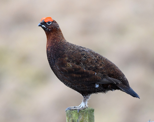 Red Grouse