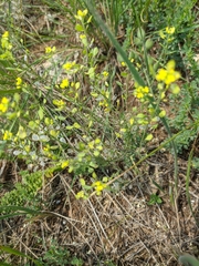 Odontarrhena tortuosa