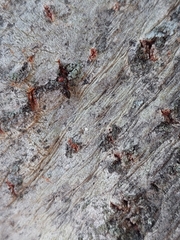 Crematogaster scutellaris