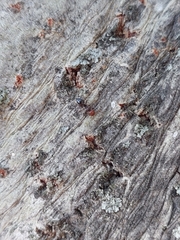 Crematogaster scutellaris