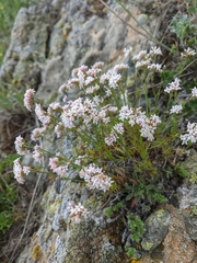 Asperula supina caespitans
