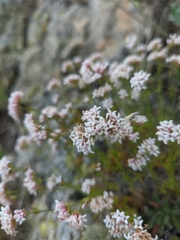Asperula supina caespitans