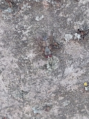 Phaonia