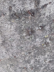 Phaonia