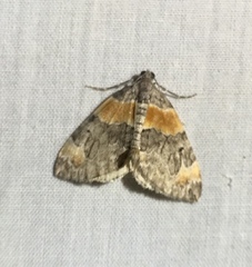 Dysstroma hersiliata