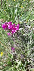 Pedicularis gyroflexa