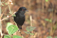 Knipolegus franciscanus