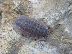 Porcellio echinatus