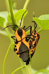 Sephina vinula