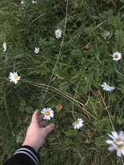 Leucanthemum ircutianum