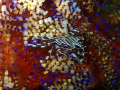 Zebrida adamsii