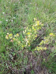 Trifolium aureum