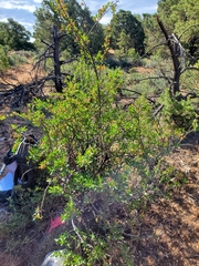 Peraphyllum ramosissimum