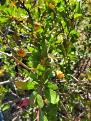 Peraphyllum ramosissimum