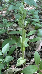 Epipactis krymmontana