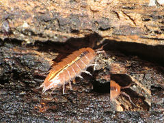 Androniscus dentiger