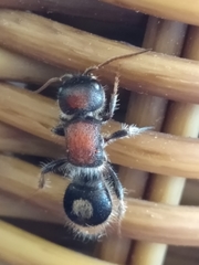 Sigilla dorsata