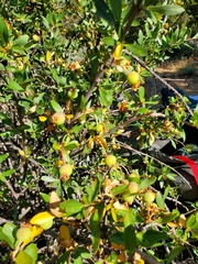 Peraphyllum ramosissimum